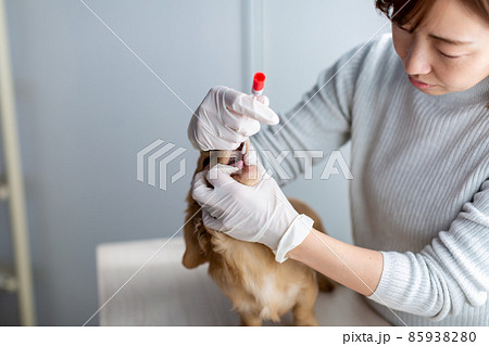 愛犬のケア 遺伝子検査 愛犬のケア 遺伝子検査 85938280