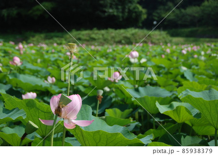 大賀ハスの蓮田（西谷池･荒神谷史跡公園／島根県出雲市斐川町） 85938379