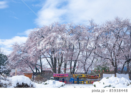 雪の桜祭り 雪の桜祭り 85938448