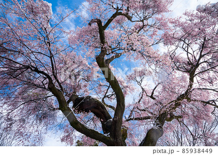 雪の御殿桜1 雪の御殿桜1 85938449