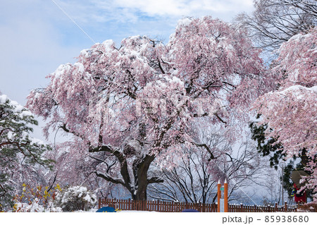 春の雪と御殿桜6 春の雪と御殿桜6 85938680
