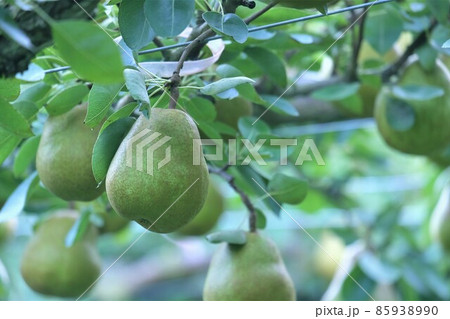 たわわに実る洋梨 85938990