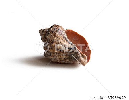 Marine sea shell on white background Marine sea shell on white background 85939099