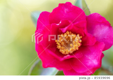 椿の花 85939696
