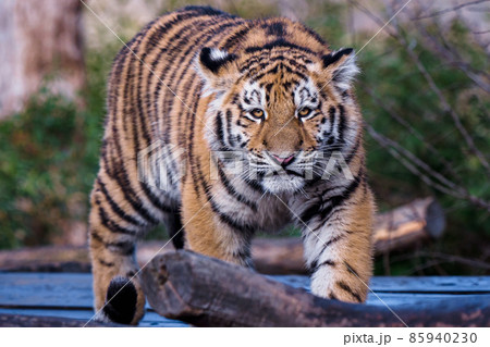 Cute siberian tiger cub, Panthera tigris altaica 85940230