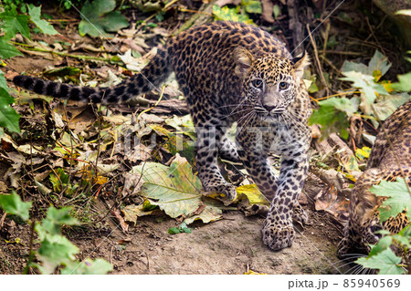 Sri Lankan leopard cub, Panthera pardus kotiya Sri Lankan leopard cub, Panthera pardus kotiya 85940569