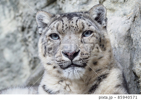 Portrait of a snow leopard close up on a stone background 85940571