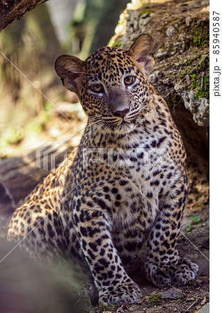 Sri Lankan leopard cub, Panthera pardus kotiya Sri Lankan leopard cub, Panthera pardus kotiya 85940587