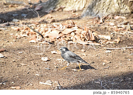 ムクドリ（椋鳥） 85940765