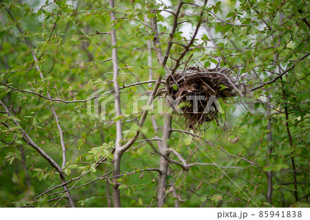 Bird's nest in the branches of a green tree in the spring forest - selective focus 85941838