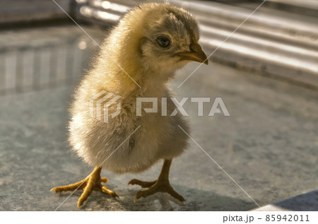 A cute chick covered with white fluff, with a red head, watches with curiosity. A cute chick covered with white fluff, with a red head, watches with curiosity. 85942011