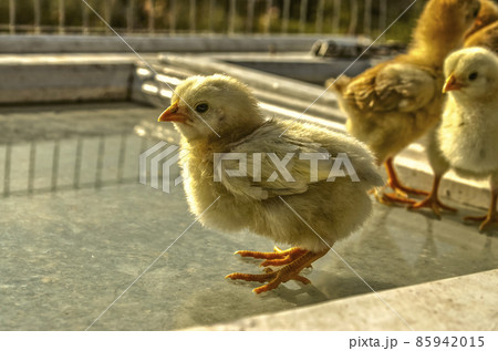Fluffy chicken with the first feathers on its wings stands on the glass floor in a cage next to other chickens Fluffy chicken with the first feathers on its wings stands on the glass floor in a cage next to other chickens 85942015