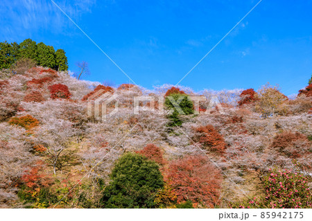 四季桜と紅葉 愛知県 四季桜と紅葉 愛知県 85942175