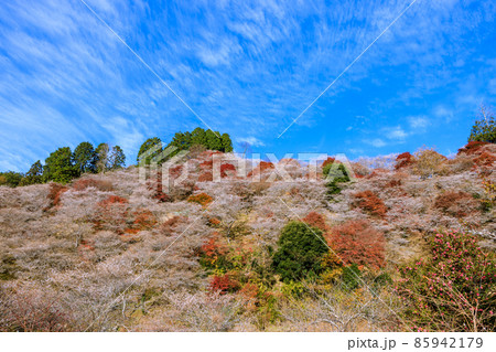 四季桜と紅葉 愛知県 四季桜と紅葉 愛知県 85942179