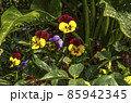 The heads of pansies with burgundy-yellow petals peek out from under large green leaves with white spots. 85942345