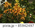 Bouquet of large orange lilies, tied with a rope to the fence on a flower bed in the garden 85942497
