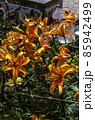 Large orange lilies, next to a water source on a flower bed in the garden among other plants 85942499