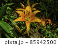 The flower head of a yellow lily with an orange tinge on a long stem and small spiky leaves sank to the ground 85942500