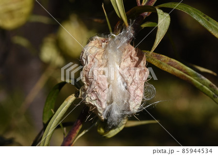 フウセントウワタの実とタネ フウセントウワタの実とタネ 85944534