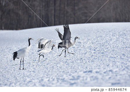 珍しい！タンチョウの群れに混ざるクロヅル（北海道） 85944674