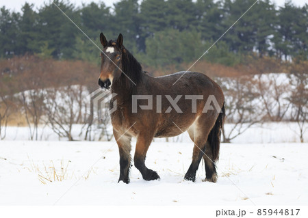 雪の牧場でポーズをとる若い牝馬 85944817