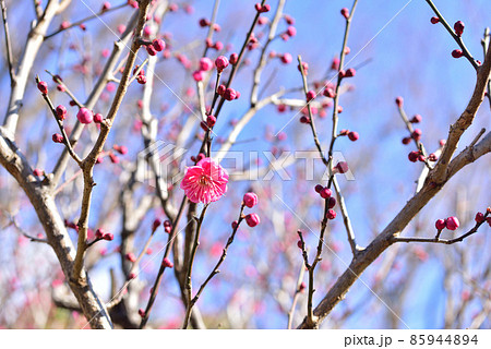 紅梅　梅の開花　梅一輪　立春　立春イメージ　和風イメージ風景　　 85944894