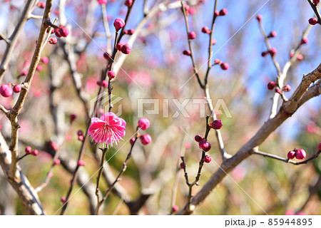 紅梅　梅の開花　梅一輪　立春　立春イメージ　和風イメージ風景　　 85944895