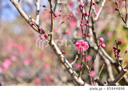 紅梅　梅の開花　梅一輪　立春　立春イメージ　和風イメージ風景　　 85944896