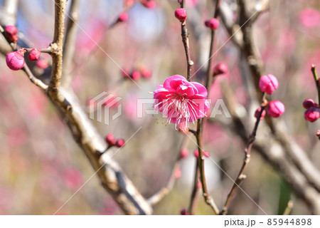 紅梅　梅の開花　梅一輪　立春　立春イメージ　和風イメージ風景　　 85944898