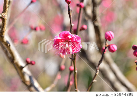 紅梅 梅の開花 梅一輪 立春 立春イメージ 和風イメージ風景 紅梅 梅の開花 梅一輪 立春 立春イメージ 和風イメージ風景 85944899
