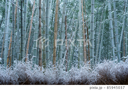 雪積もる嵯峨野・嵐山の竹林の小径 雪積もる嵯峨野・嵐山の竹林の小径 85945037