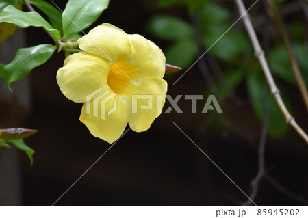 ムンバイに咲く、一輪の黄色の可憐な花 ムンバイに咲く、一輪の黄色の可憐な花 85945202