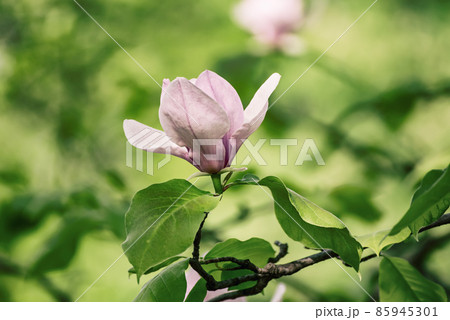 Magnolia spring flowers 85945301