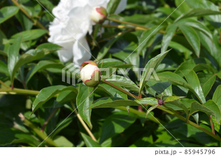 Peony Festiva Maxima Peony Festiva Maxima 85945796