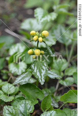 Variegated Yellow archangel 85945811