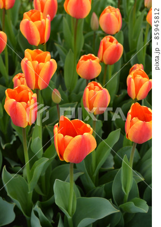 Tulip Apeldorns Elite Tulip Apeldorns Elite 85945812