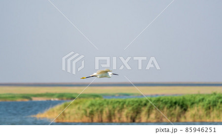 The flight of the little egret or Small White Heron. The flight of the little egret or Small White Heron. 85946251