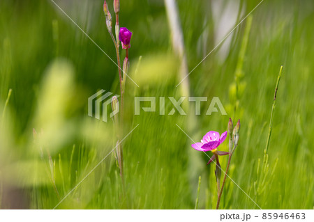 午後遅くに開花して、艶っぽい花を持つことから呼ばれるアカバナユウゲショウ 85946463
