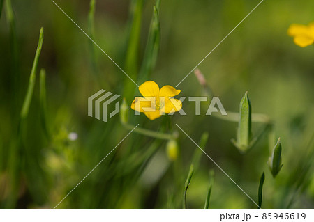 幸運の四つ葉のクローバーと間違われる　カタバミ 85946619