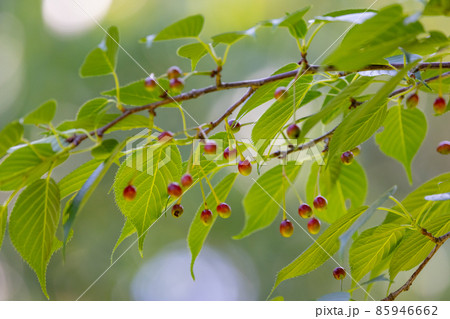 桜桃になる果実のサクランボとは異なるサクラの実 桜桃になる果実のサクランボとは異なるサクラの実 85946662