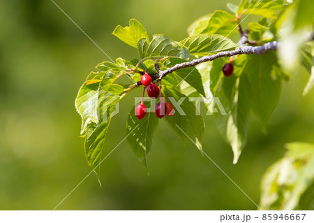 桜桃になる果実のサクランボとは異なるサクラの実 桜桃になる果実のサクランボとは異なるサクラの実 85946667