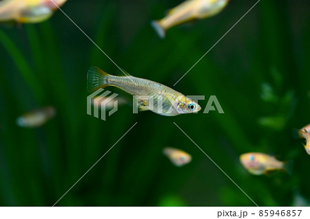 卵をもったメダカ 85946857