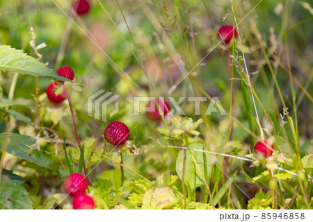 バラ科のひとつでラズベリーやブラックベリーなどの栽培種群を含む総称キイチゴの仲間 バラ科のひとつでラズベリーやブラックベリーなどの栽培種群を含む総称キイチゴの仲間 85946858