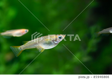 卵をもったメダカ 85946866