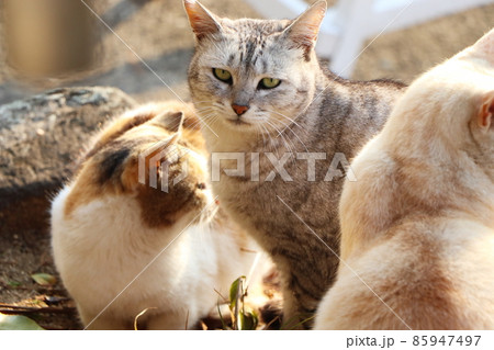 冬の早朝に日光を浴びて温まる三匹の野良猫 85947497