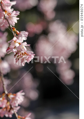 紅枝垂れ桜 紅枝垂れ桜 85948074