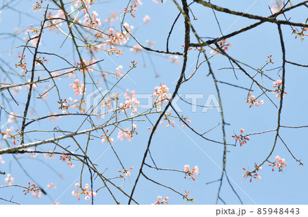 wild himalayan cherry or prunus cerasoides, sakura or pink flower 85948443