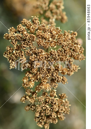 Yarrow 85948663
