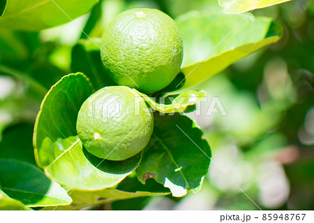 Green limes on the lime tree (Citrus aurantifolia), they are closely related to lemon. It has a sour taste and is an excellent source of vitamin C. Green limes on the lime tree (Citrus aurantifolia), they are closely related to lemon. It has a sour taste and is an excellent source of vitamin C. 85948767