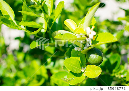 Green limes on the lime tree (Citrus aurantifolia), they are closely related to lemon. It has a sour taste and is an excellent source of vitamin C. Green limes on the lime tree (Citrus aurantifolia), they are closely related to lemon. It has a sour taste and is an excellent source of vitamin C. 85948771